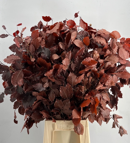 Autumn Italian Ruscus Foliage
