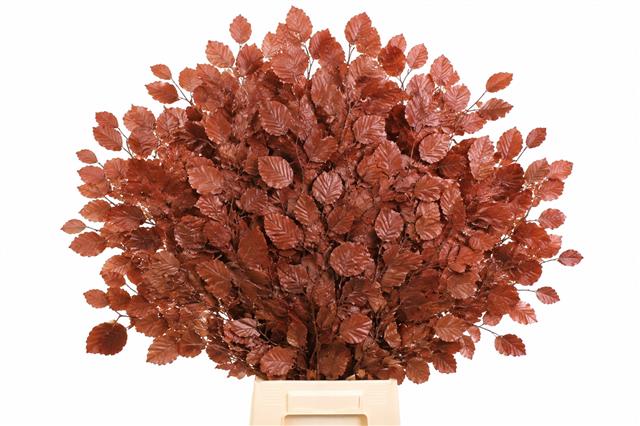 Autumn Italian Ruscus Foliage